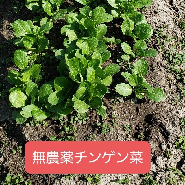 無農薬野菜セット香川県産、80サイズいっぱい 食品/飲料/酒の食品(野菜)の商品写真