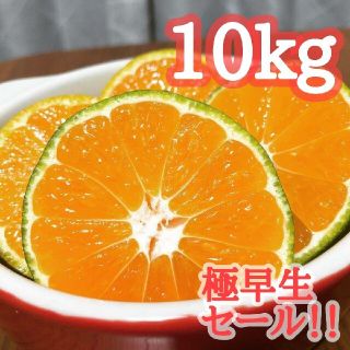 1極早生みかん10kg 評価3000件超！大好評！コスパ◎ 佐賀県産 ミカン(フルーツ)