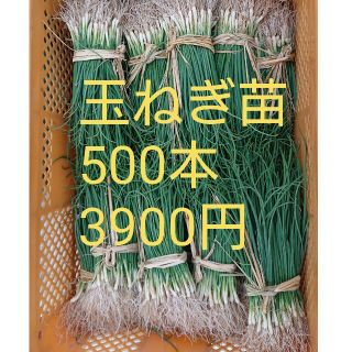 玉ねぎ苗 玉葱苗 (500本)(その他)