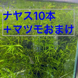 ナヤス＋マツモおまけ　無農薬(アクアリウム)