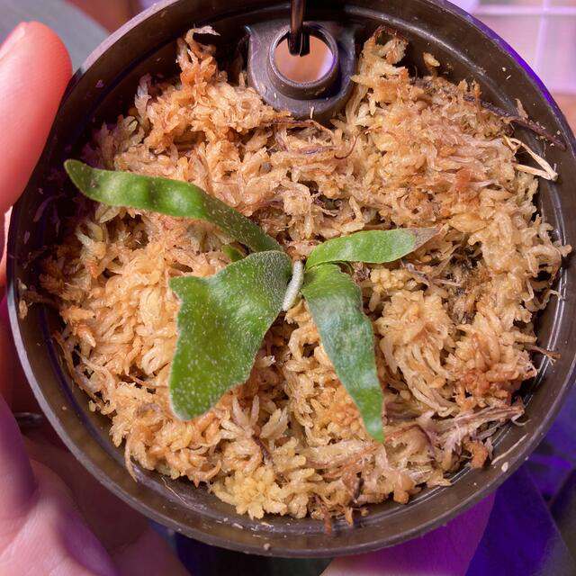 P.Willinckii 'Jade Girl' sporeling ビカクシダの通販 by