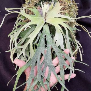 新作グッ ビカクシダ Jade Girl” sporeling A 植物/観葉植物