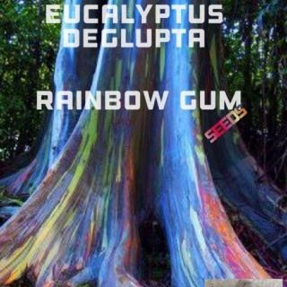 レインボーユーカリ 100粒 eucalyptus deglupta 種子(その他)