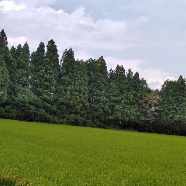 令和2年産栃木県特一等米コシヒカリ15キロ玄米無農薬にて作ったお米です。米/穀物