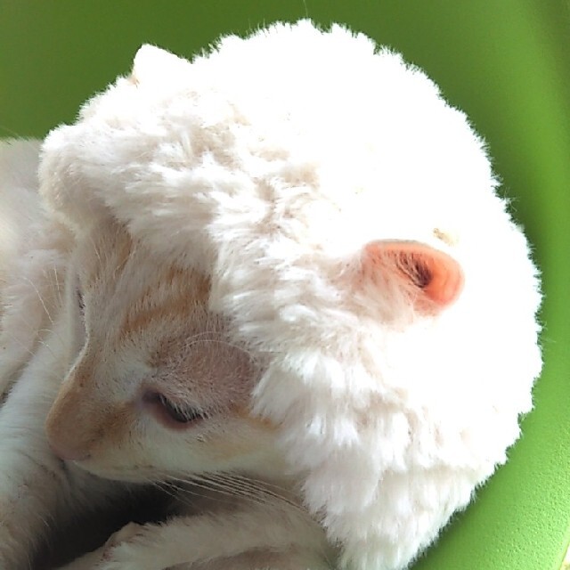 ペット帽子(猫、犬用) ハンドメイドのペット(おもちゃ/ペット小物)の商品写真