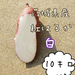 白　紅はるか　10キロ　茨城県産　さつま芋　サツマイモ(野菜)