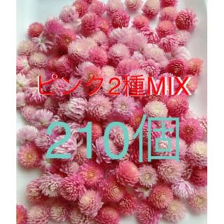 千日紅　ドライフラワー　ピンク　2色MIX 210個(ドライフラワー)