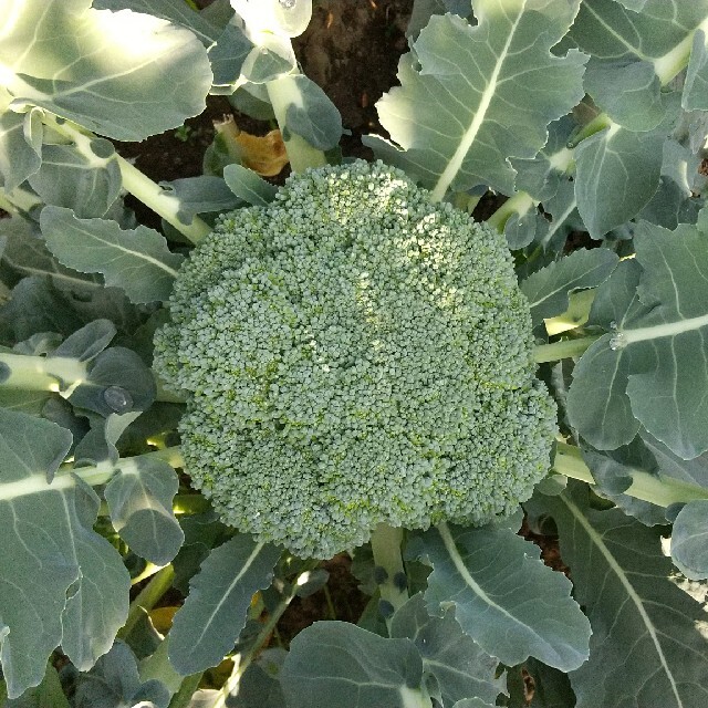 新鮮野菜 畑直送‼︎80サイズ野菜セット＆10種類の乾燥野菜30g入り 食品/飲料/酒の食品(野菜)の商品写真