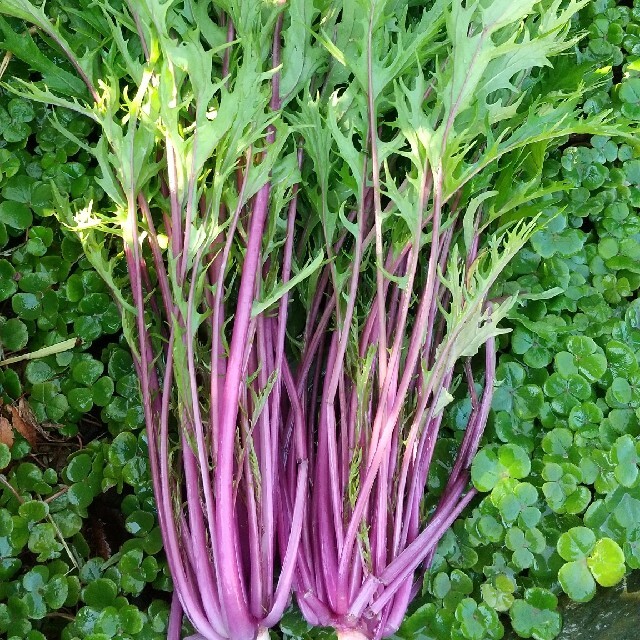 新鮮野菜 畑直送‼︎80サイズ野菜セット＆10種類の乾燥野菜30g入り 食品/飲料/酒の食品(野菜)の商品写真