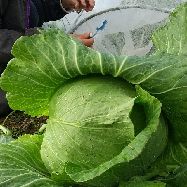 新鮮野菜 畑直送‼︎80サイズ野菜セット＆10種類の乾燥野菜30g入り 食品/飲料/酒の食品(野菜)の商品写真