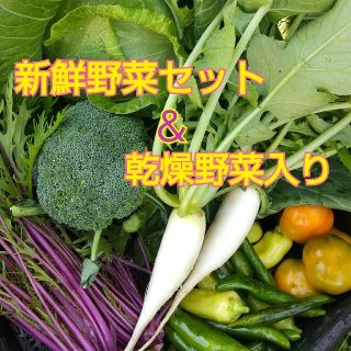 新鮮野菜 畑直送‼︎80サイズ野菜セット＆10種類の乾燥野菜30g入り(野菜)