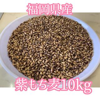【栄養満点】福岡県産紫もち麦10kg(米/穀物)