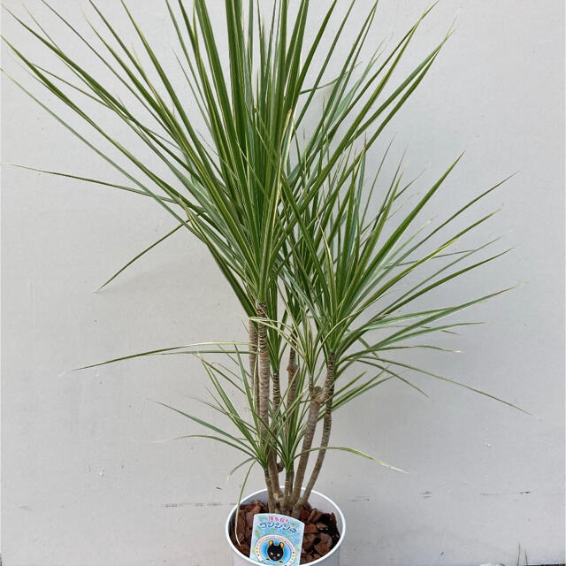 観葉植物　ドラセナ　コンシンネ　ホワイボリー ハンドメイドのフラワー/ガーデン(その他)の商品写真