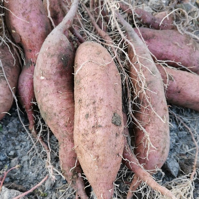 無農薬栽培　安納芋　約1kg　 食品/飲料/酒の食品(野菜)の商品写真