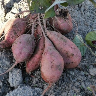 無農薬栽培　安納芋　約1kg　(野菜)