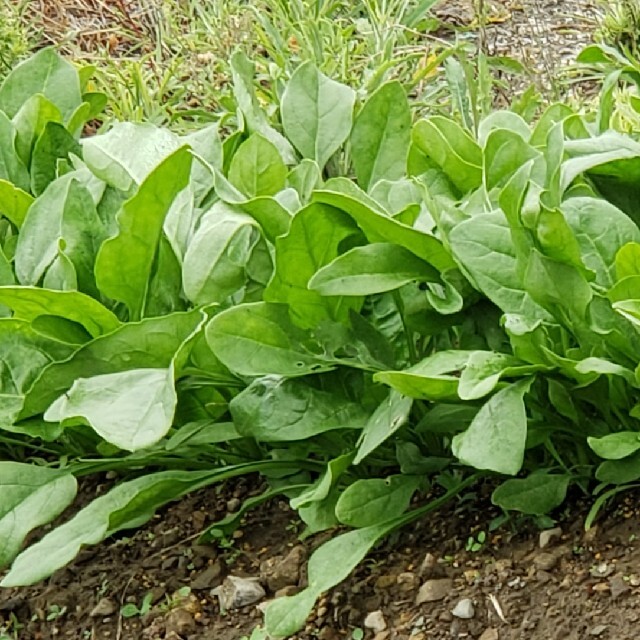 ほうれん草100g 食品/飲料/酒の食品(野菜)の商品写真