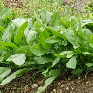 ほうれん草100g(野菜)