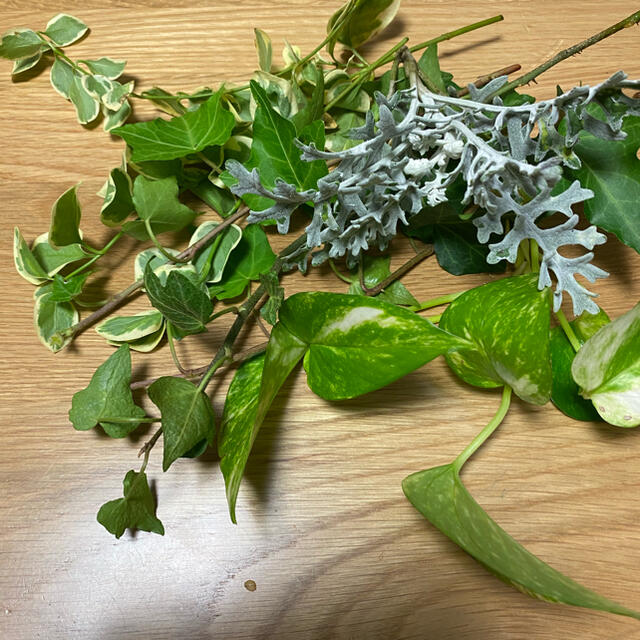 観葉植物 ポトス アイビー ツルニチニチソウ シロタエギク ハンドメイドのフラワー/ガーデン(プランター)の商品写真