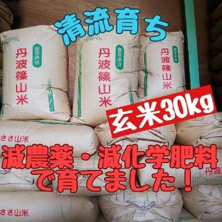 ＧＥＮＫＩ様専用　清流育ち 兵庫県丹波篠山米 (減農薬,減化学肥料栽培)(米/穀物)