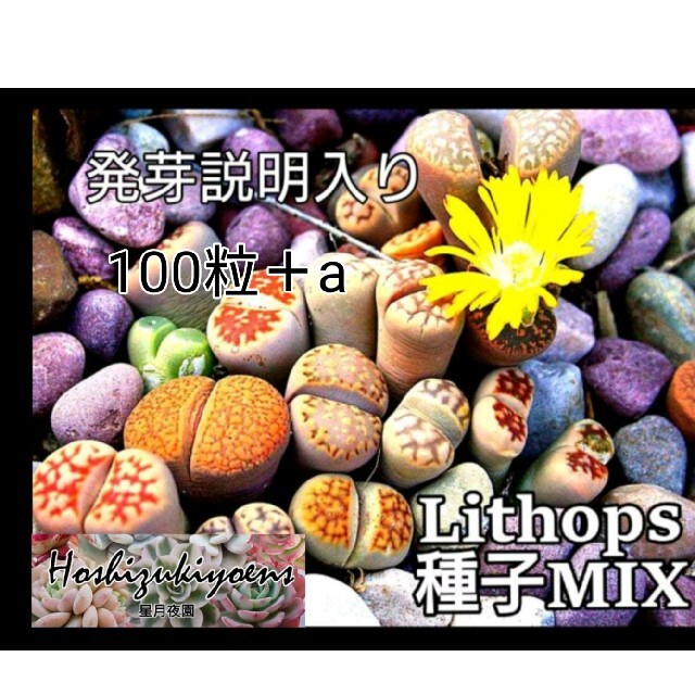 【今が蒔時】 リトープス ミックス 種子 100粒＋a 発芽説明入り ハンドメイドのフラワー/ガーデン(その他)の商品写真