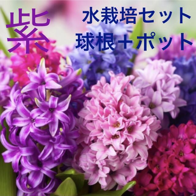 ヒヤシンス　水栽培セット　球根＋ポット　紫色 ハンドメイドのフラワー/ガーデン(その他)の商品写真