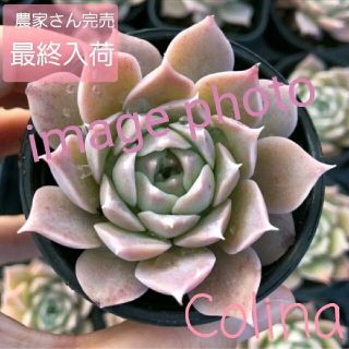 最終！ピンクに紅葉する◆Colina◆　韓国苗　多肉植物◆(その他)