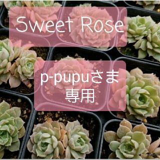 《p-pupuさま専用》◆Sweet Rose&Meteor◆(その他)