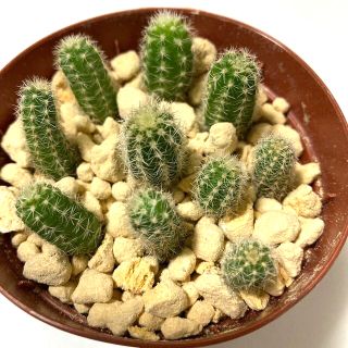 多肉植物✴︎ 紐サボテン　白檀　かき仔(プランター)