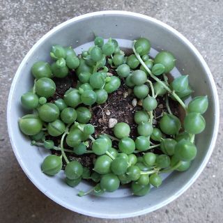 多肉植物　　グリーンネックレス(その他)