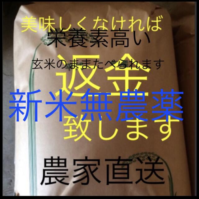 玄米　新米無農薬純こしひかり30㎏　【人気急上昇】