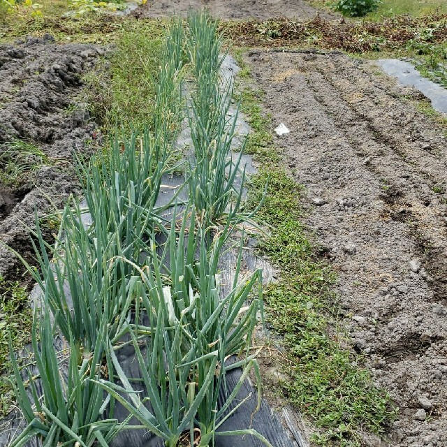 無農薬13品種野菜セット香川県産、80サイズ箱いっぱい 食品/飲料/酒の食品(野菜)の商品写真