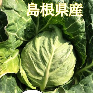 モモさま専用★新鮮！！キャベツと白菜(野菜)