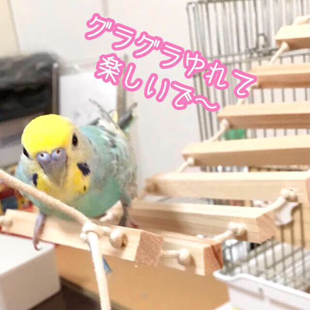 ひのきのゆらゆら吊り橋★バードトイ★アスレチック★おもちゃ★木製★インコ★文鳥 ハンドメイドのペット(おもちゃ/ペット小物)の商品写真