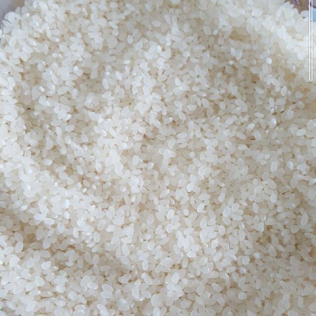 2年産うるち白米「20kg」　米/穀物