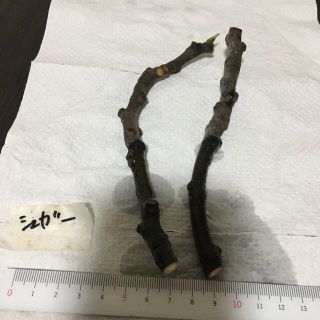 シュガー　イチジク　挿し穂　2本(その他)