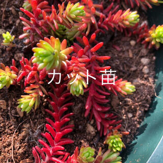 ☆多肉植物☆ セダム　紅葉　クラシーノ　カット苗　10本　╰(*´︶`*)╯♡(プランター)