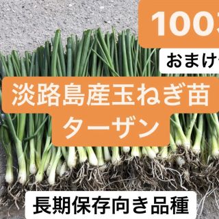 9.淡路島産玉ねぎ苗ターザン100本！数本おまけ付き送料無料(野菜)