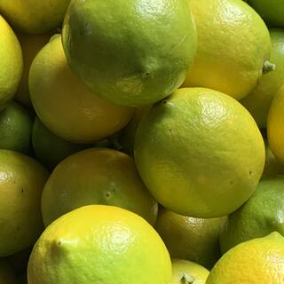 国産レモン3.5キロ　無農薬　マイヤーレモン(フルーツ)