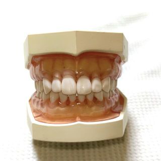 歯科用　顎模型(その他)