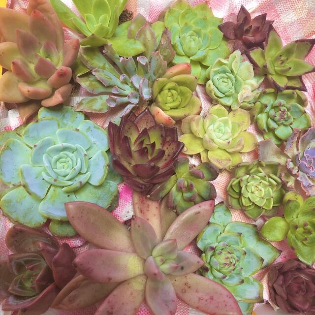 全て韓国苗♡多肉植物♡人気品種レア品種まとめ売り♡寄せ植え 全て韓国苗♡多肉植物♡人気品種レア品種まとめ売り♡寄せ植え