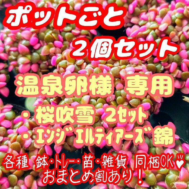 【ポットごと】桜吹雪 4個 他 多肉植物アナカンプセロス紅葉プレステラ プラ鉢 ハンドメイドのフラワー/ガーデン(その他)の商品写真