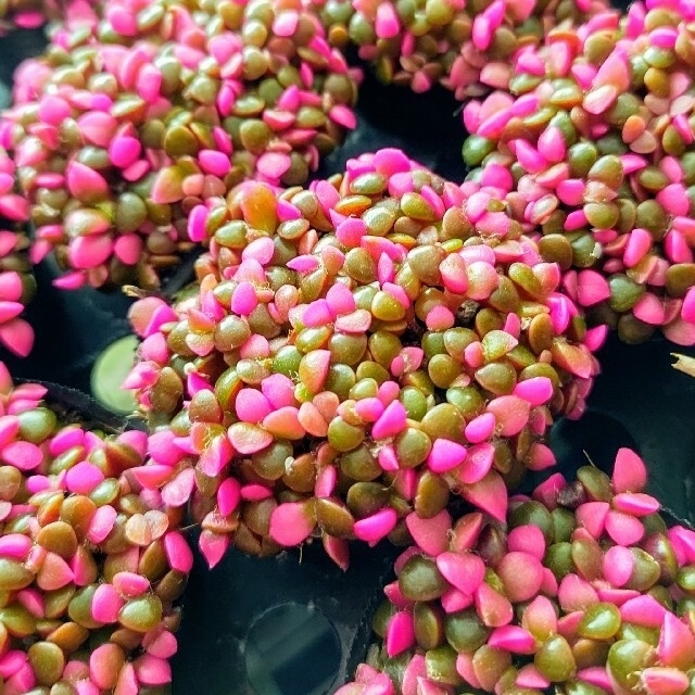 【ポットごと】桜吹雪 4個 他 多肉植物アナカンプセロス紅葉プレステラ プラ鉢 ハンドメイドのフラワー/ガーデン(その他)の商品写真