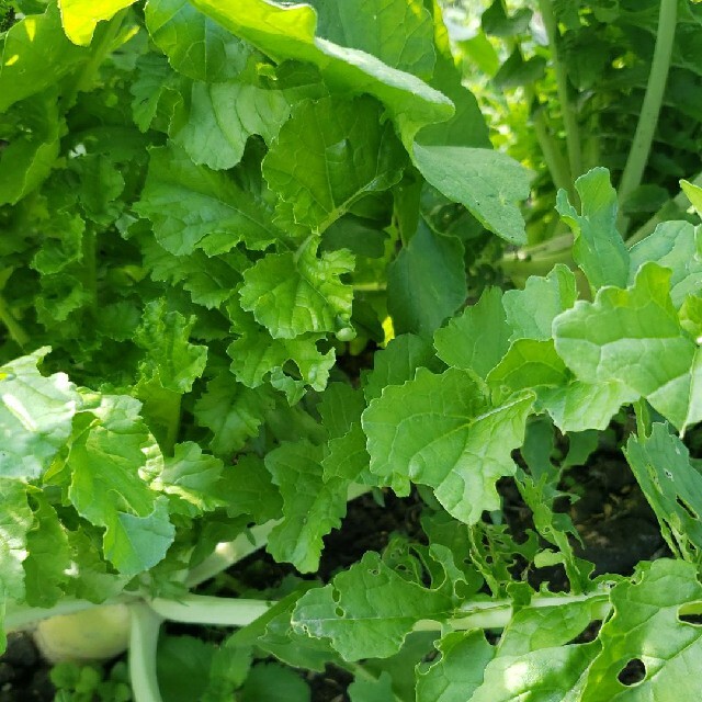 無農薬13品種野菜セット香川県産、80サイズ箱いっぱい 食品/飲料/酒の食品(野菜)の商品写真