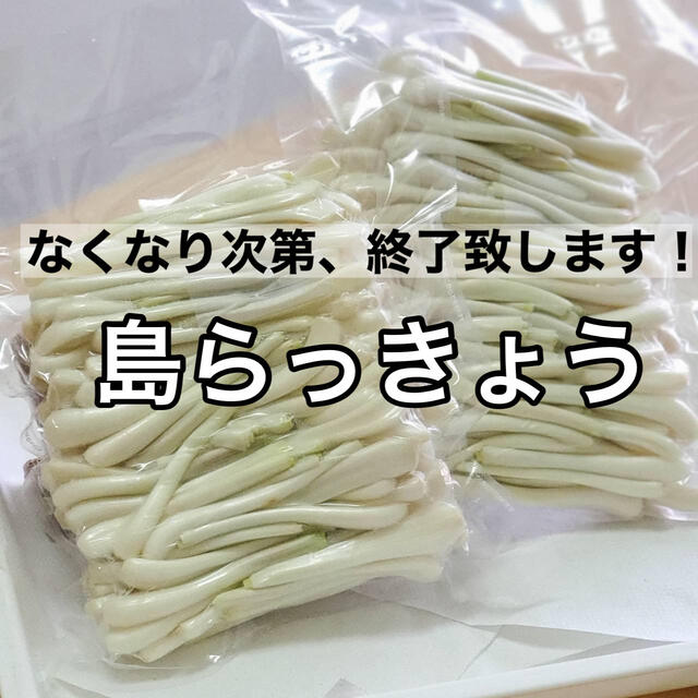 全て手作業　島らっきょう　 500グラム 食品/飲料/酒の食品(野菜)の商品写真