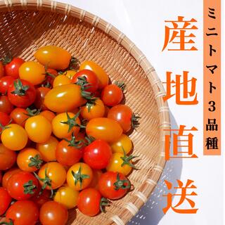 カラートマト 1kg  イエローミミ 採れたて直送☘️ 青森県産 お子様にも◎(野菜)
