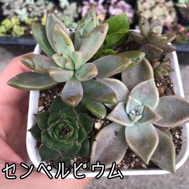 海外限定】 多肉植物 センペルビウム「シリウス」、ブロンズ姫 抜き苗