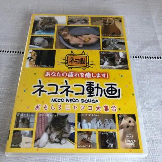 ネコネコ動画～おもしろニャンコ大集合～ DVD(趣味/実用)