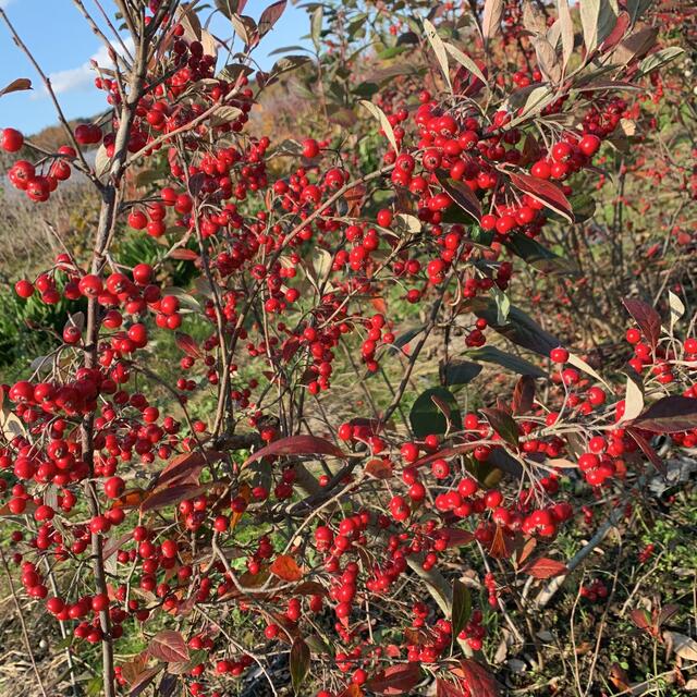 赤い実 アロニア 茎付き 花材 ドライフラワー 生花 パーツ 木ノ実 リース ハンドメイドの素材/材料(各種パーツ)の商品写真