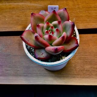 多肉植物❣️大特価❣️ピンクダイヤモンド❣️日曜日まで❣️在庫あり！5苗❣️(その他)