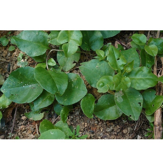 オカワカメの苗 5株 食品/飲料/酒の食品(野菜)の商品写真